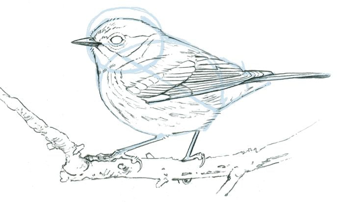 Dibujo de aves