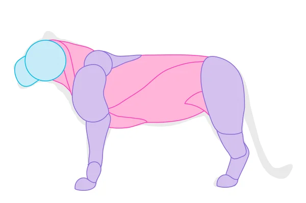 drawingbigcats 1 2 muscles simplified